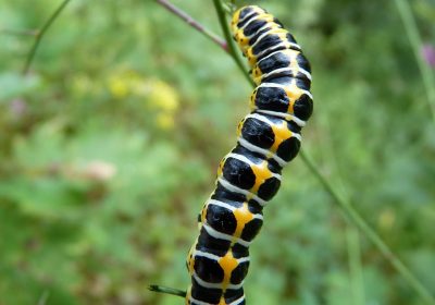 Aliments à base d’insectes : Bientôt dans nos assiettes ?