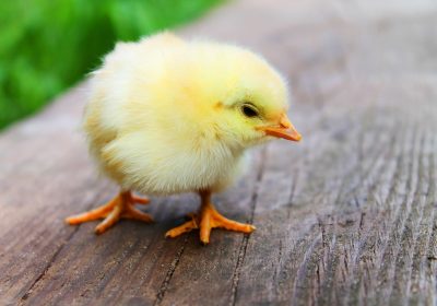 Bien-être animal : La fin du broyage des poussins mâles a un prix
