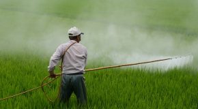 Pesticides : Des riverains exposés à plus de 100 mètres des cultures