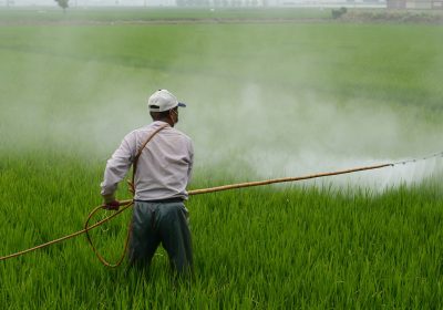 Pesticides : Des riverains exposés à plus de 100 mètres des cultures